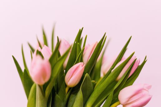 pink tulips on pink background